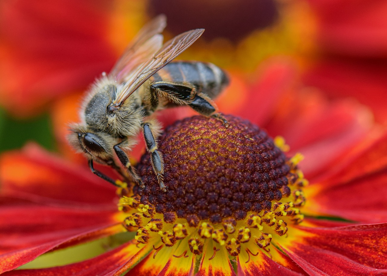 Best Plants for Attracting Pollinators to Your Garden